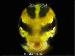 W A Y A N G
Blenny by Lilian Koh 